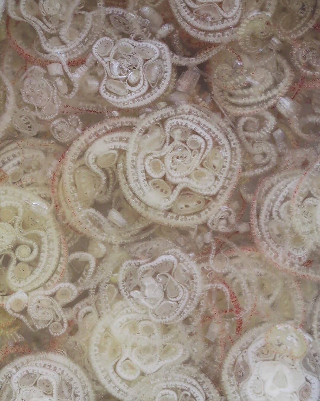 妄想写真家_9｜菓子屋ここのつ