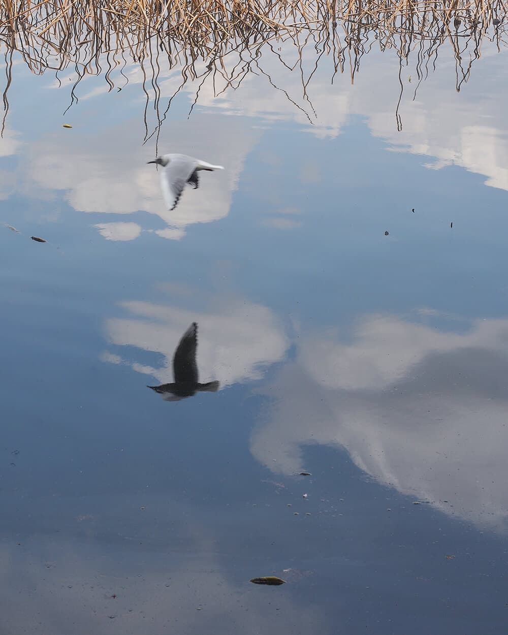 妄想写真家_9｜菓子屋ここのつ